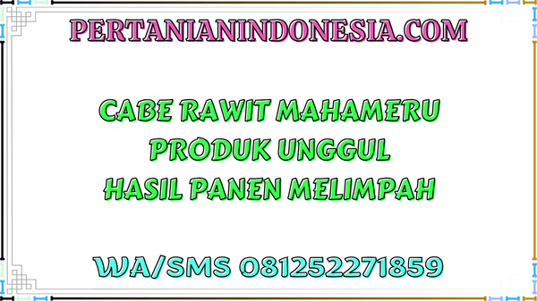 Cabe Rawit Mahameru Produk Unggul Hasil Panen Melimpah